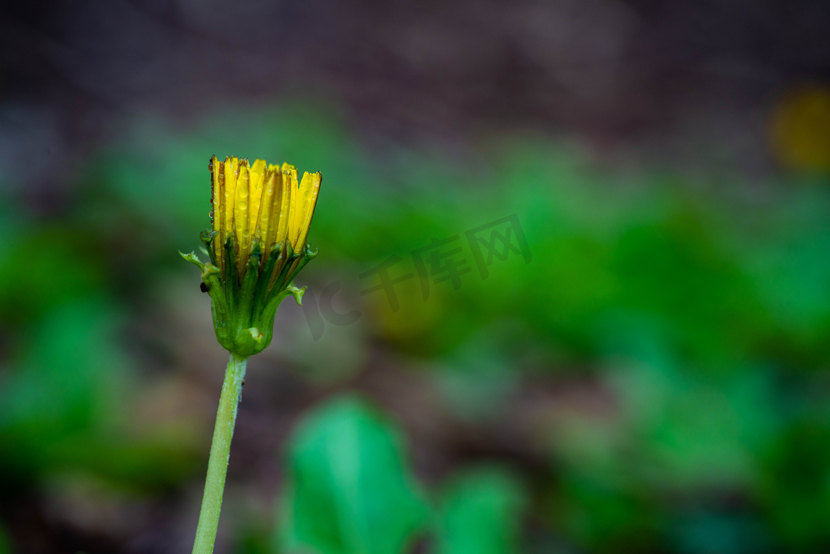 雨后的蒲公英花朵春天黄色小花下雨的野外被淋湿摄影图配图图片