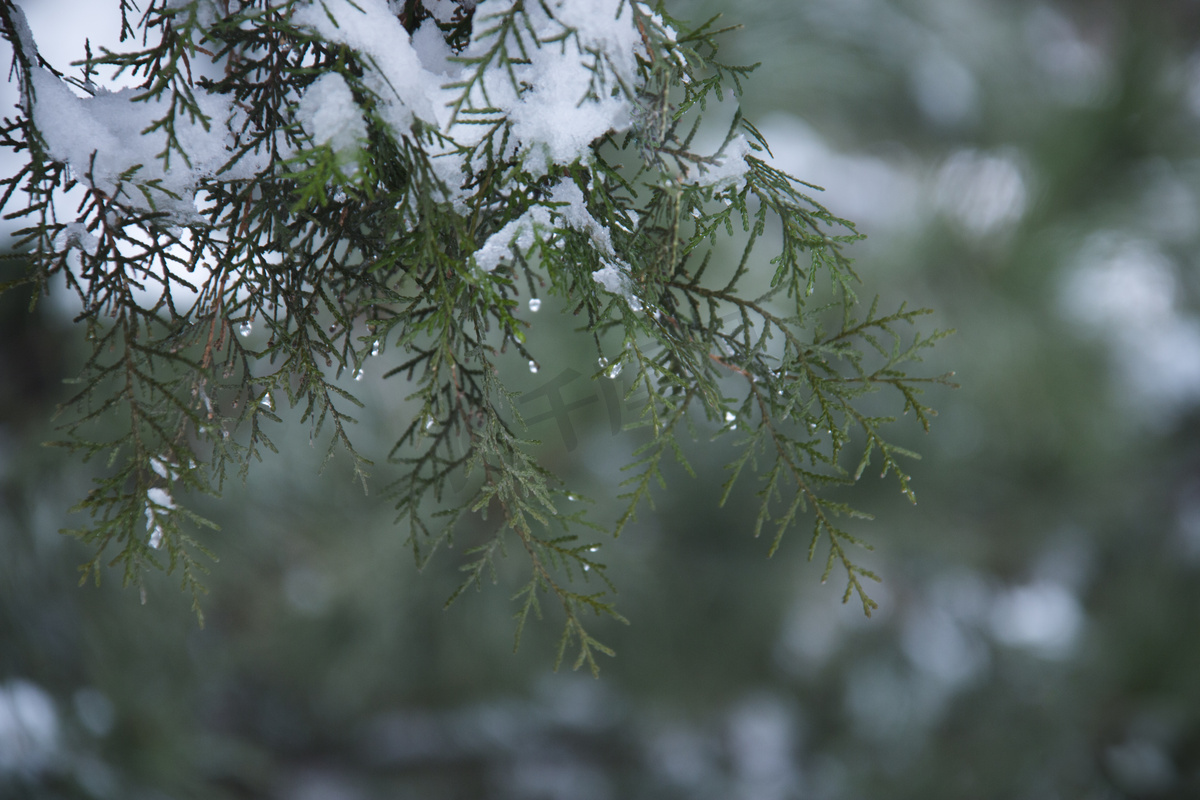 清明时节雨水柏树枝上水滴摄影图配图图片