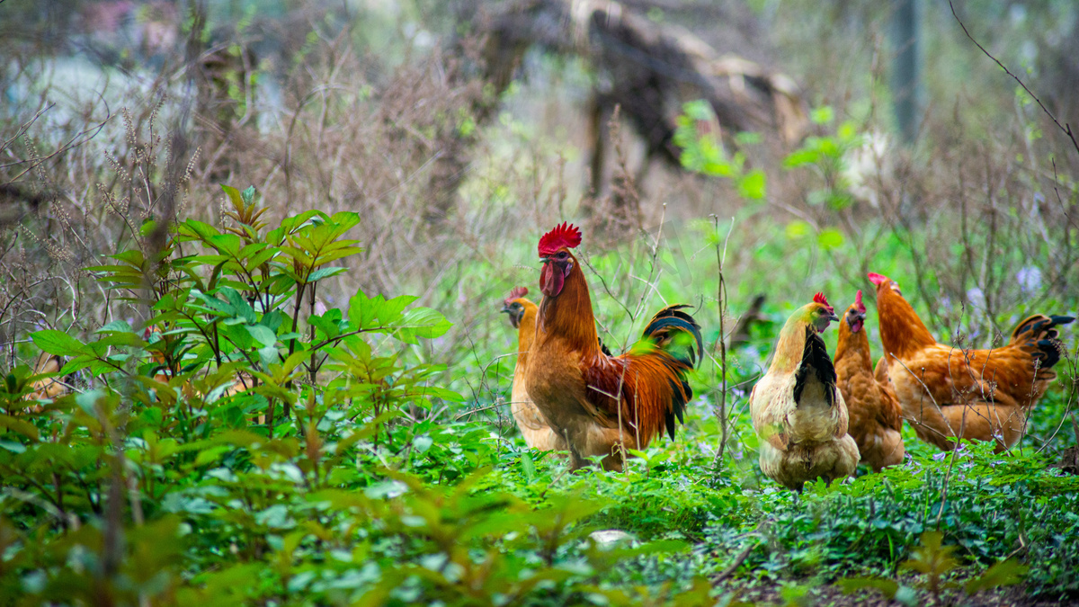公鸡找虫吃春二月鸡群乡村草丛觅食摄影图配图图片
