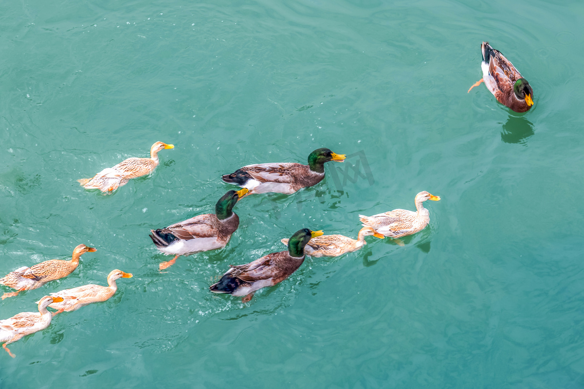 春天江面上鸭子游泳嘻戏摄影图配图图片