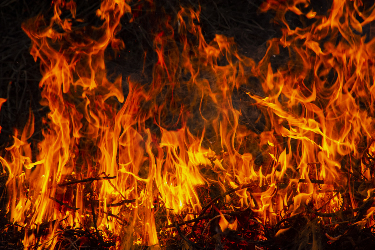 傍晚户外野火在植物上燃烧摄影图配图图片