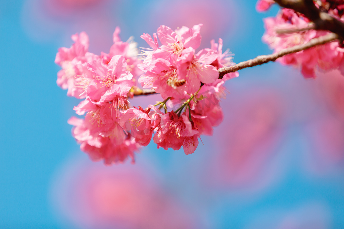 樱花春天粉色花公园开花摄影图配图图片