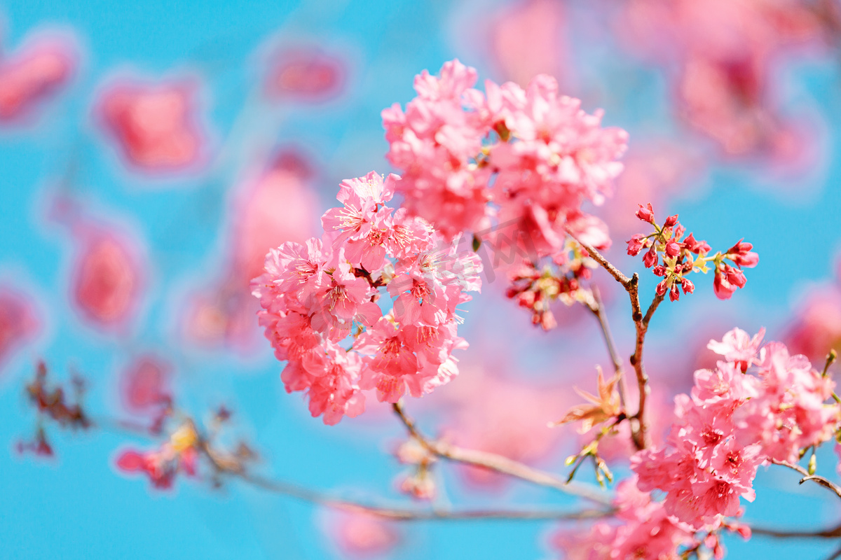 樱花春分繁花公园绽放摄影图配图图片