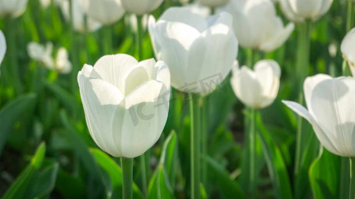 花卉春天白天郁金香花海开花摄影图配图图片