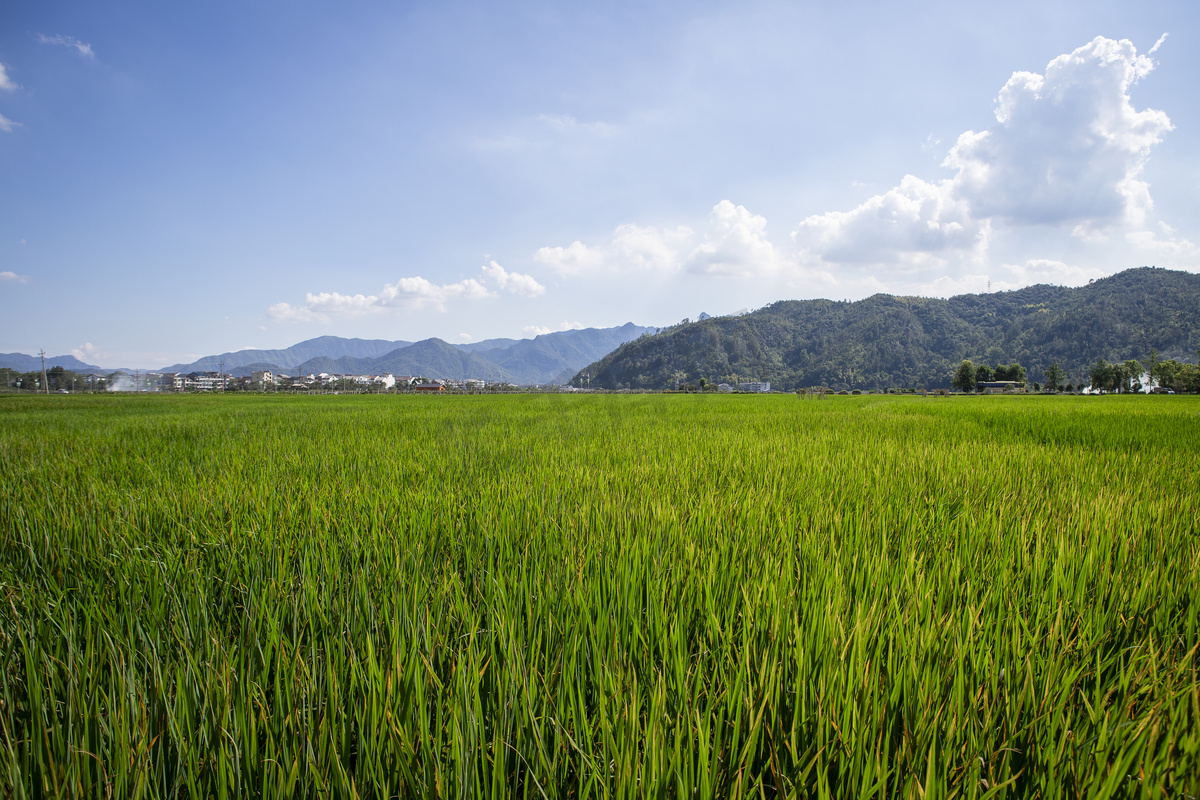 田地里的水稻下午水稻农村无摄影图配图图片