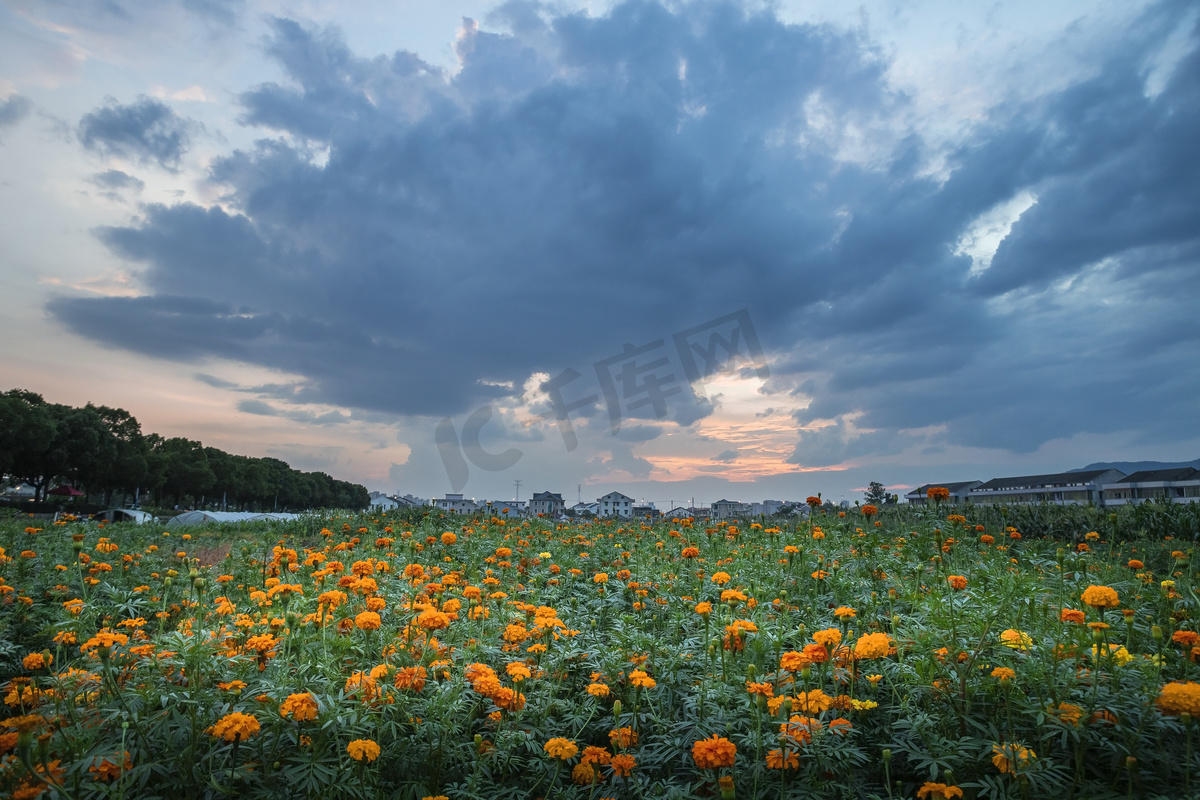 小雏菊花海下午花海农村无摄影图配图图片