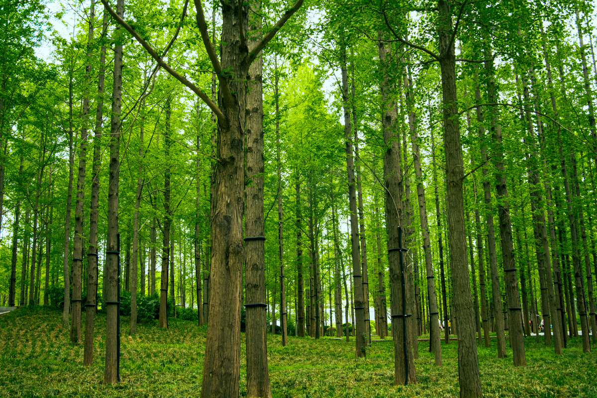 风景白天树木树林生长摄影图配图森林图片