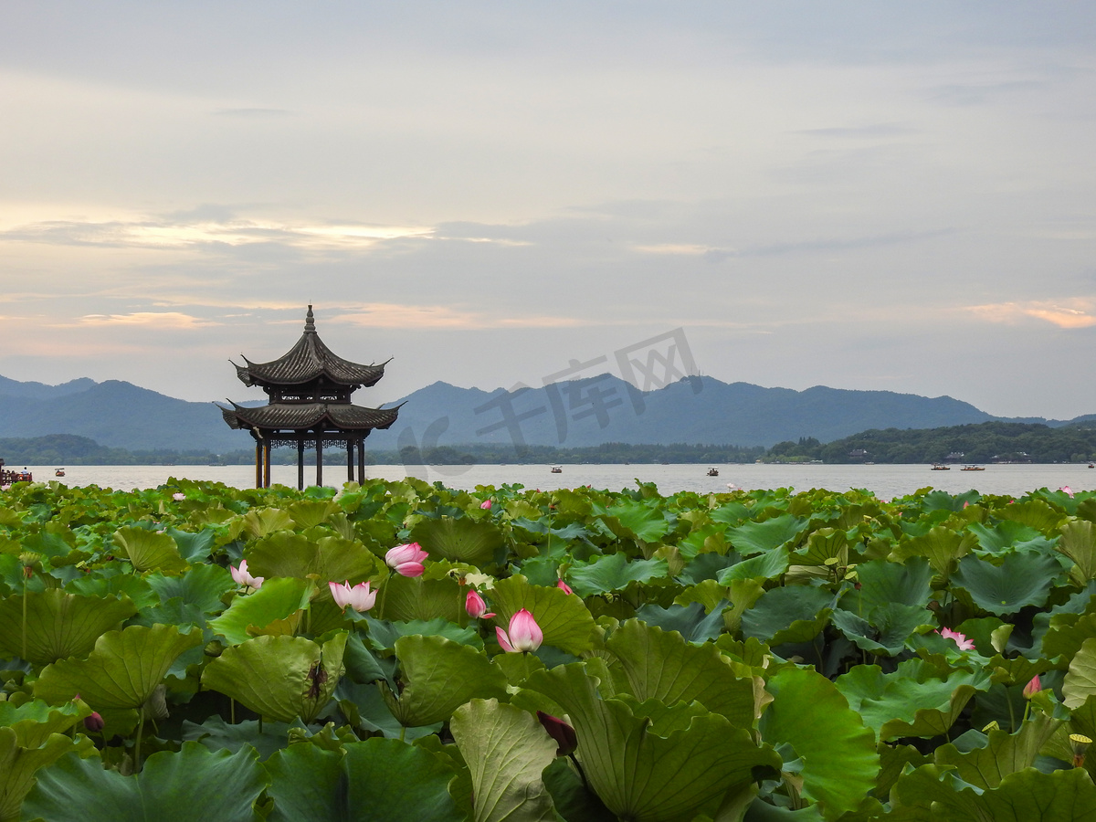 杭州西湖曲院风荷荷花摄影图摄影图配图图片
