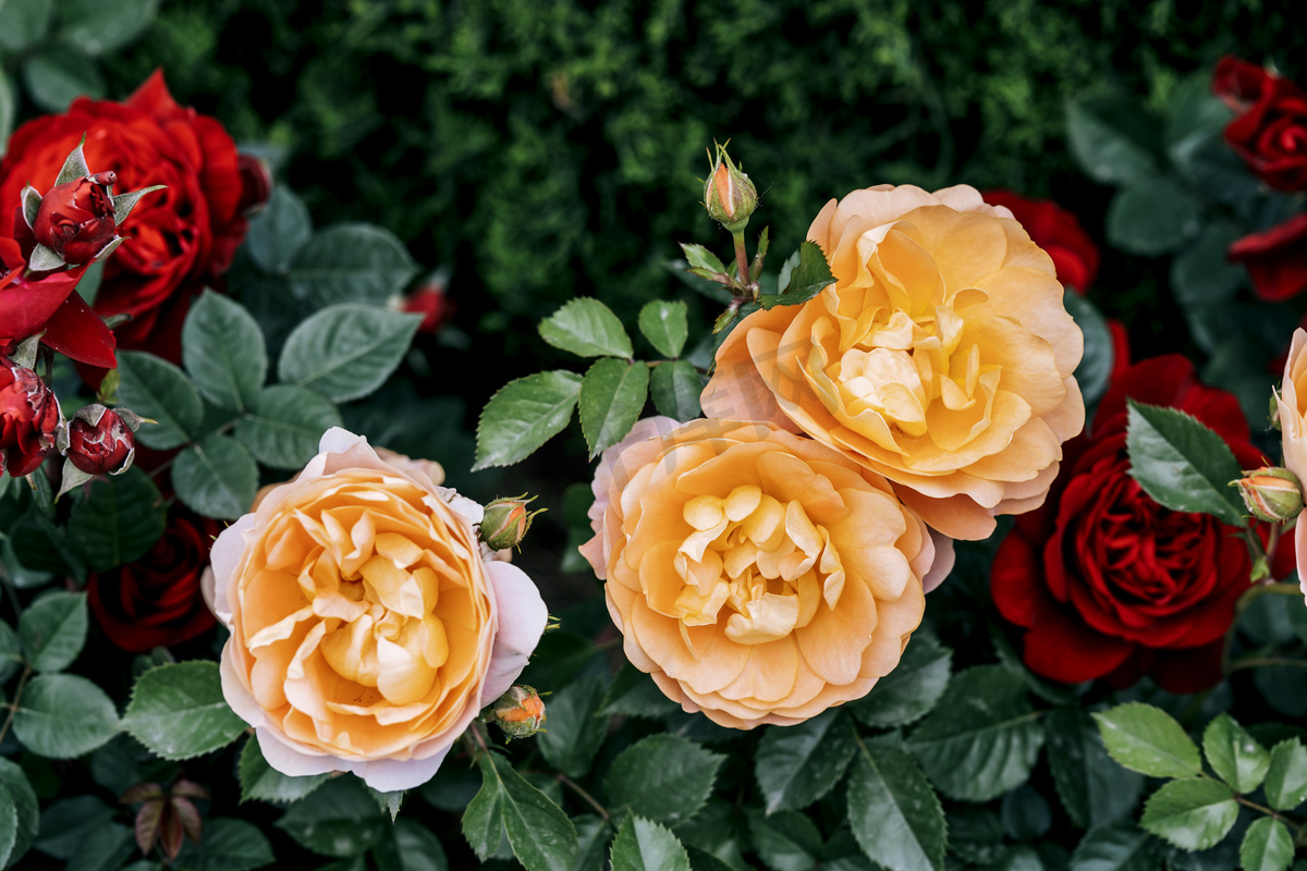 七夕自然风景花园洋玫瑰花圃摄影图配图图片