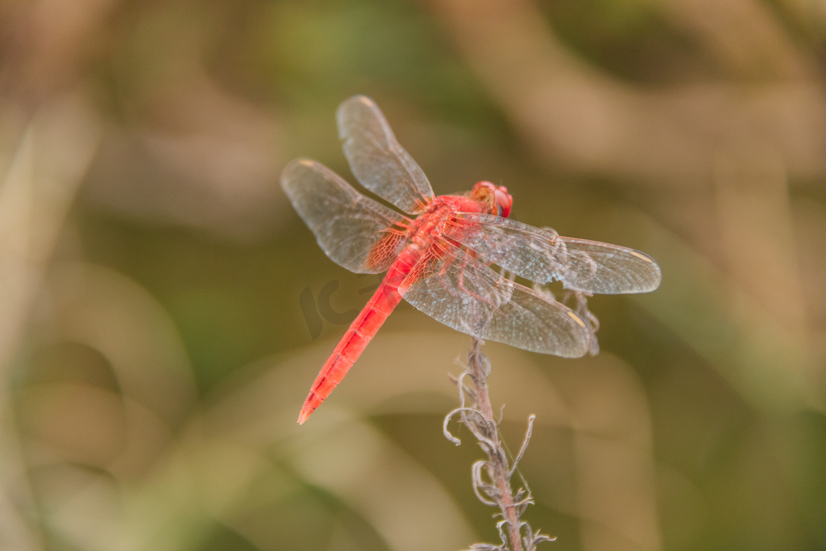 红色蜻蜓在枯树枝上休息摄影图图片