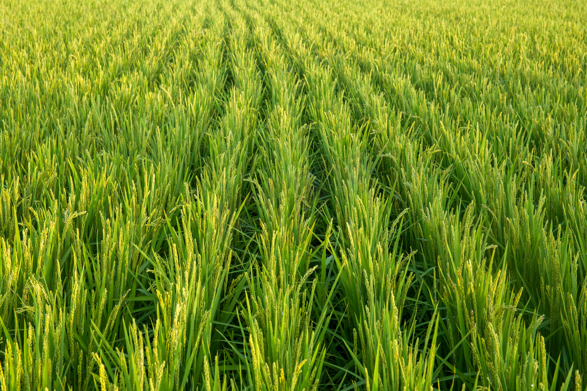 绿色稻田地摄影图图片