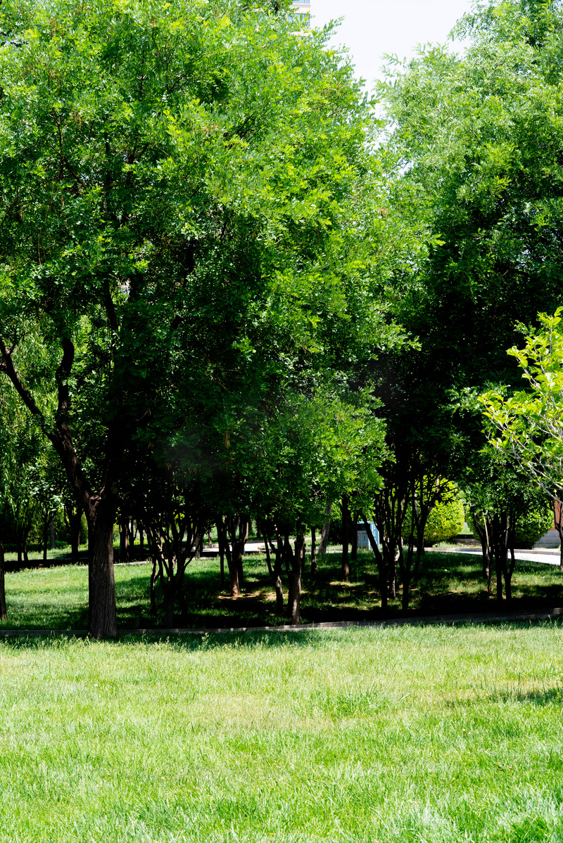 夏季白天草地树木户外景色摄影图配图图片