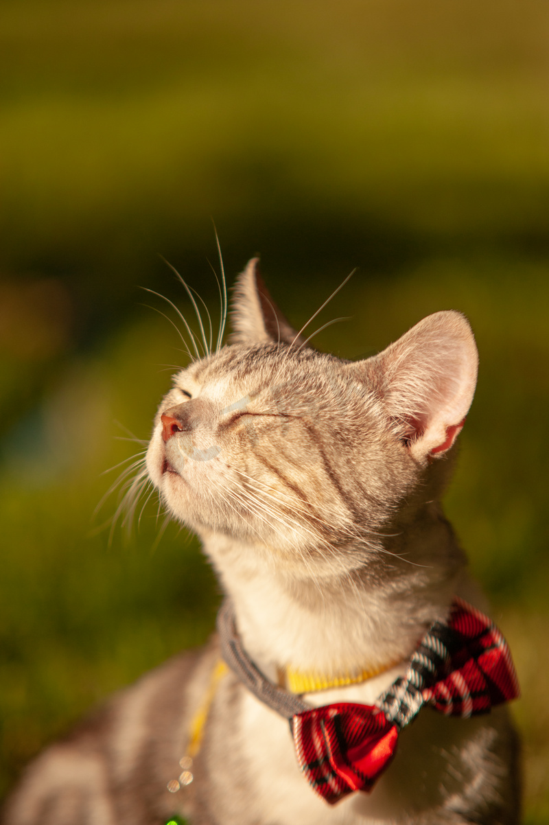 宠物猫夕阳草坪上闭眼享受阳光摄影图配图图片