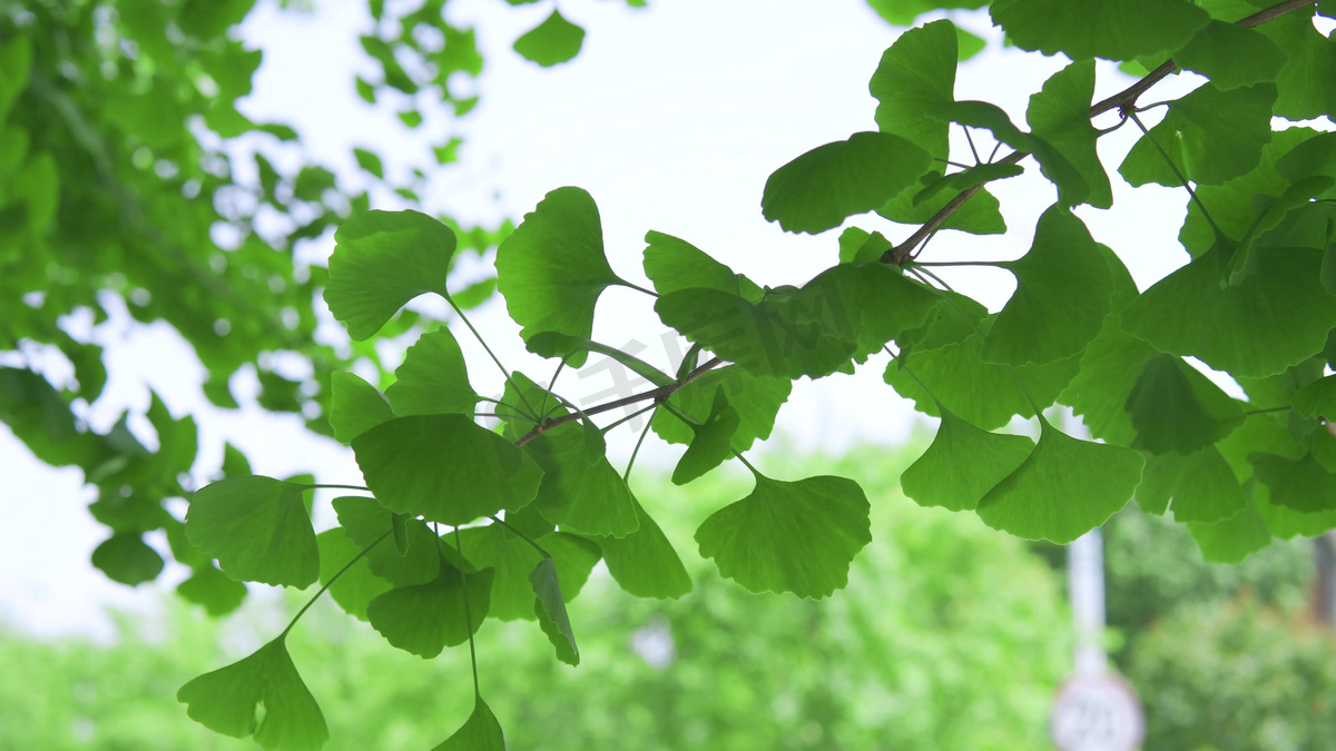 夏天阳光下的绿植银杏树树叶自然风景图片