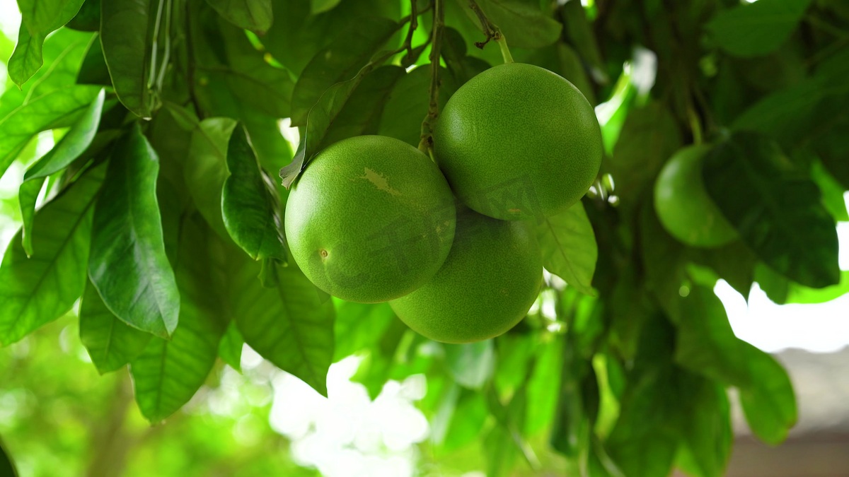 实拍夏日夏季夏天农村田园风景风光里成熟的青柚子橘子自然风景图片