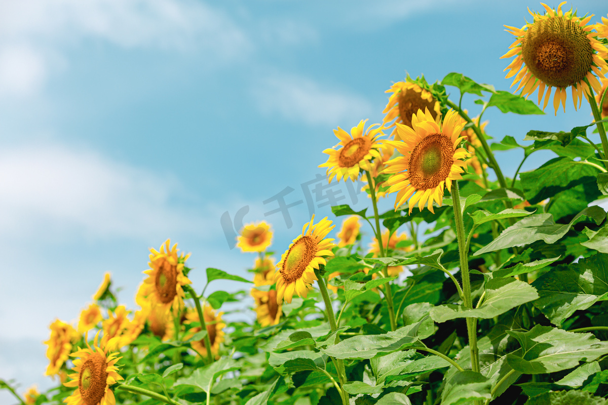 向日葵盛夏葵花公园赏花摄影图配图图片