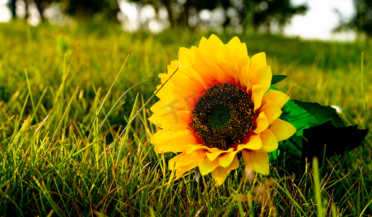 夏天风光清晨草地上的葵花户外光照草地摄影图配图图片