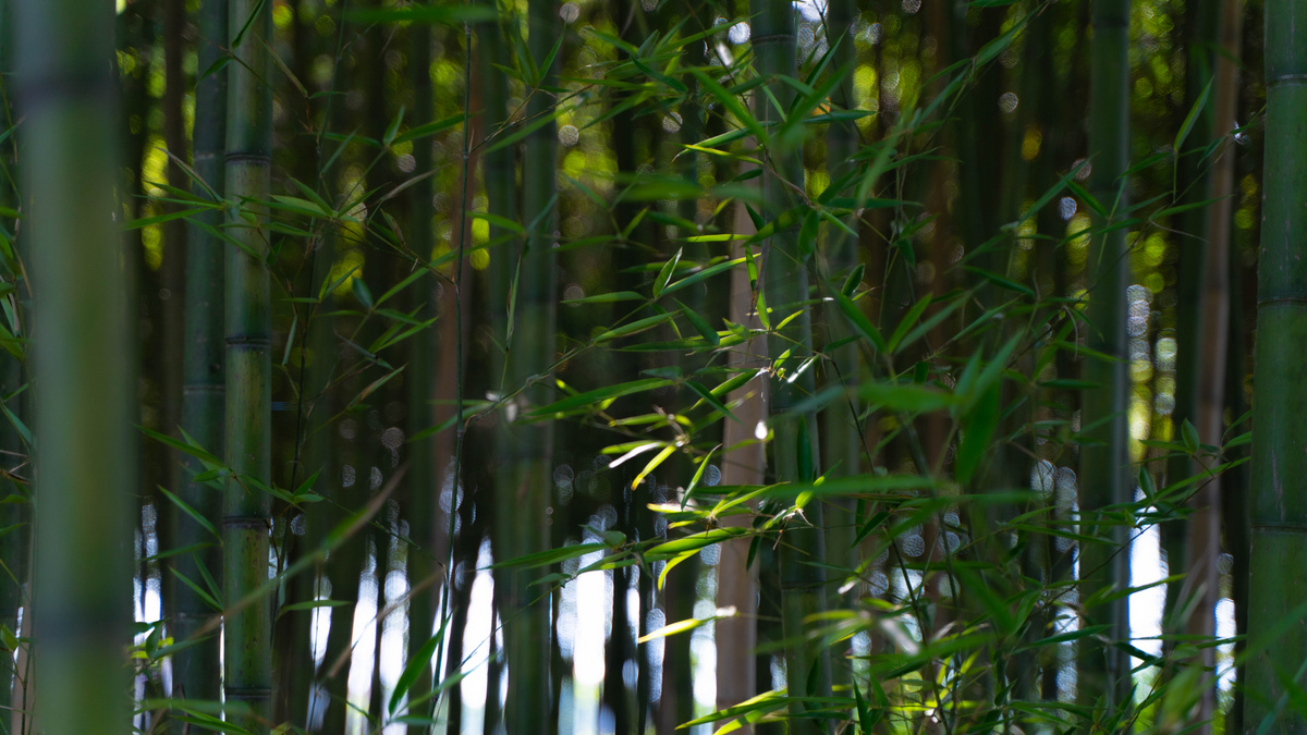 大片竹子小暑竹竹园茂盛摄影图配图图片
