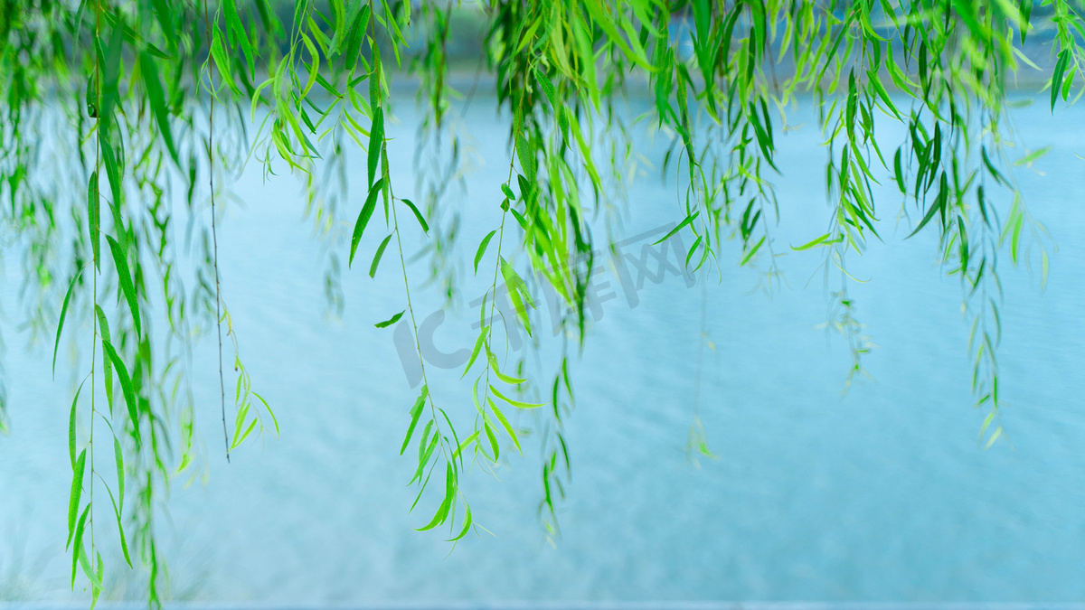 水面上的柳枝夏天柳叶河边垂柳摄影图配图图片