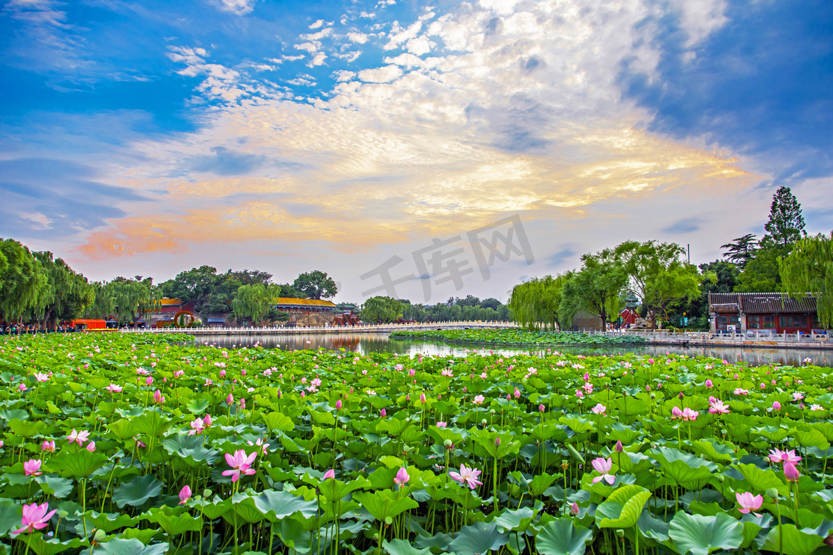 北京地标北海公园荷花旅游摄影图配图图片