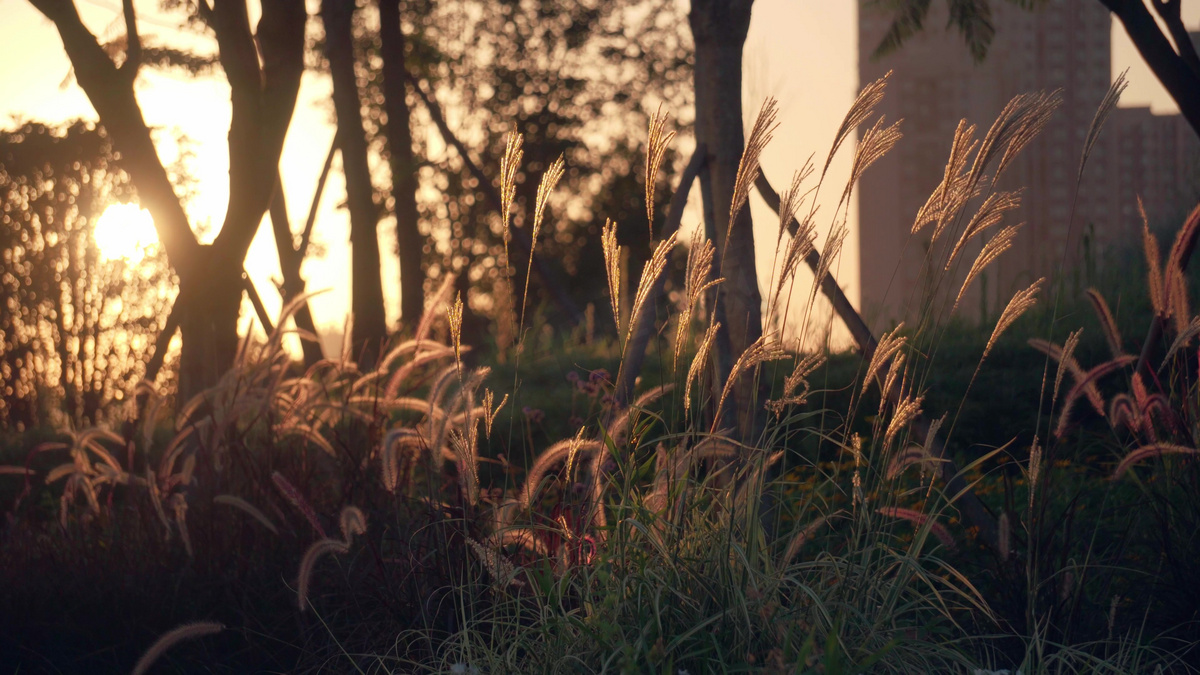 唯美夕阳下写意芦苇植物图片