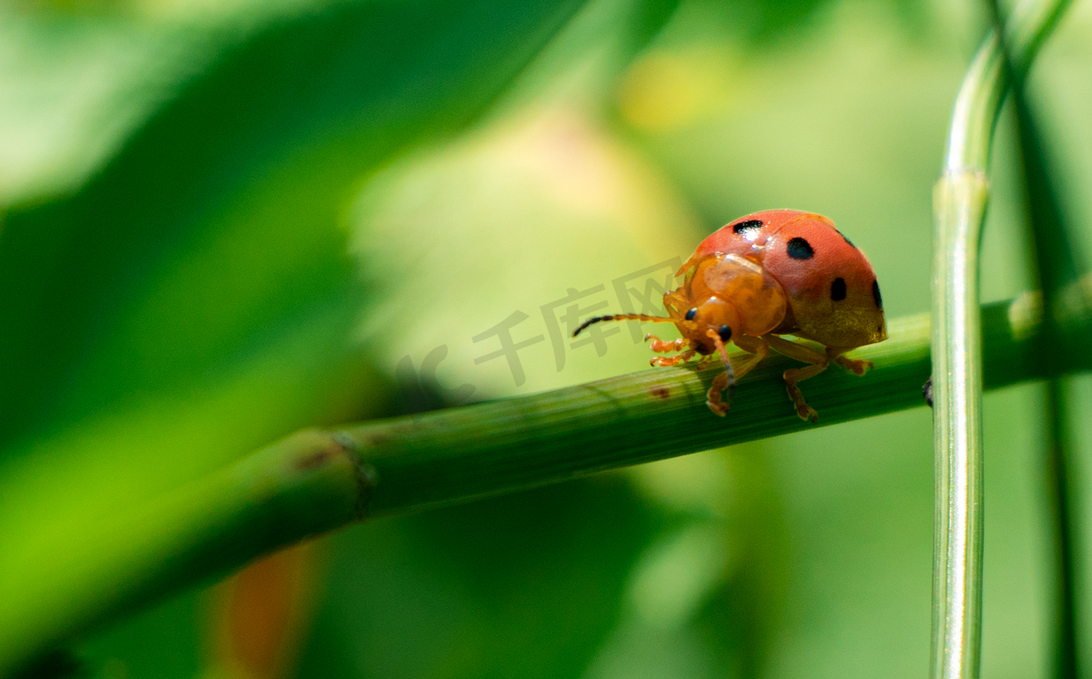 爬行的瓢虫夏天瓢虫室外爬行摄影图配图图片