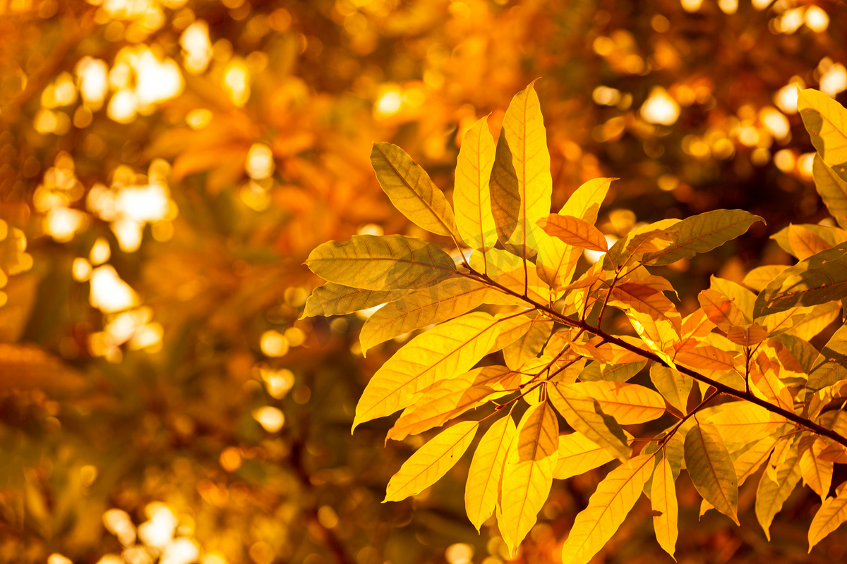 黄叶秋天秋季秋色树叶摄影图配图图片