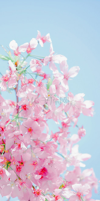 樱花可爱手机背景个人vip和企业vip免费下载视频音频可爱卡通粉红对话