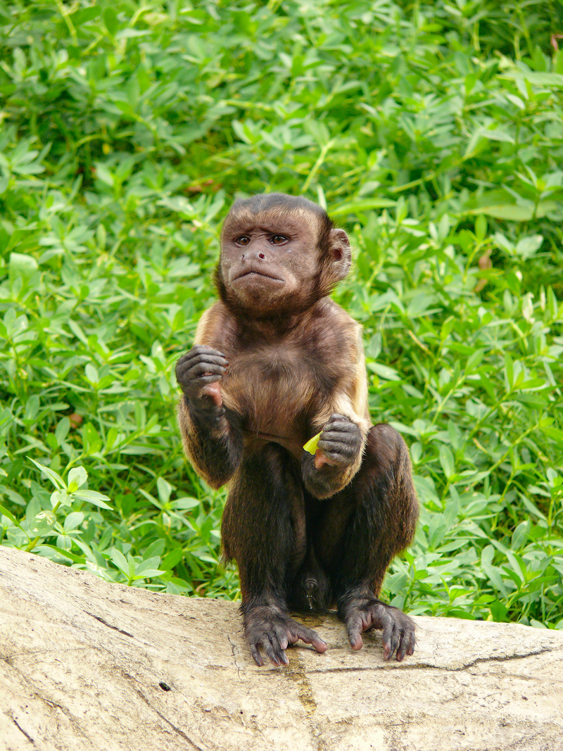 动物黑帽悬猴野生猴子动物园猴子摄影图配图图片
