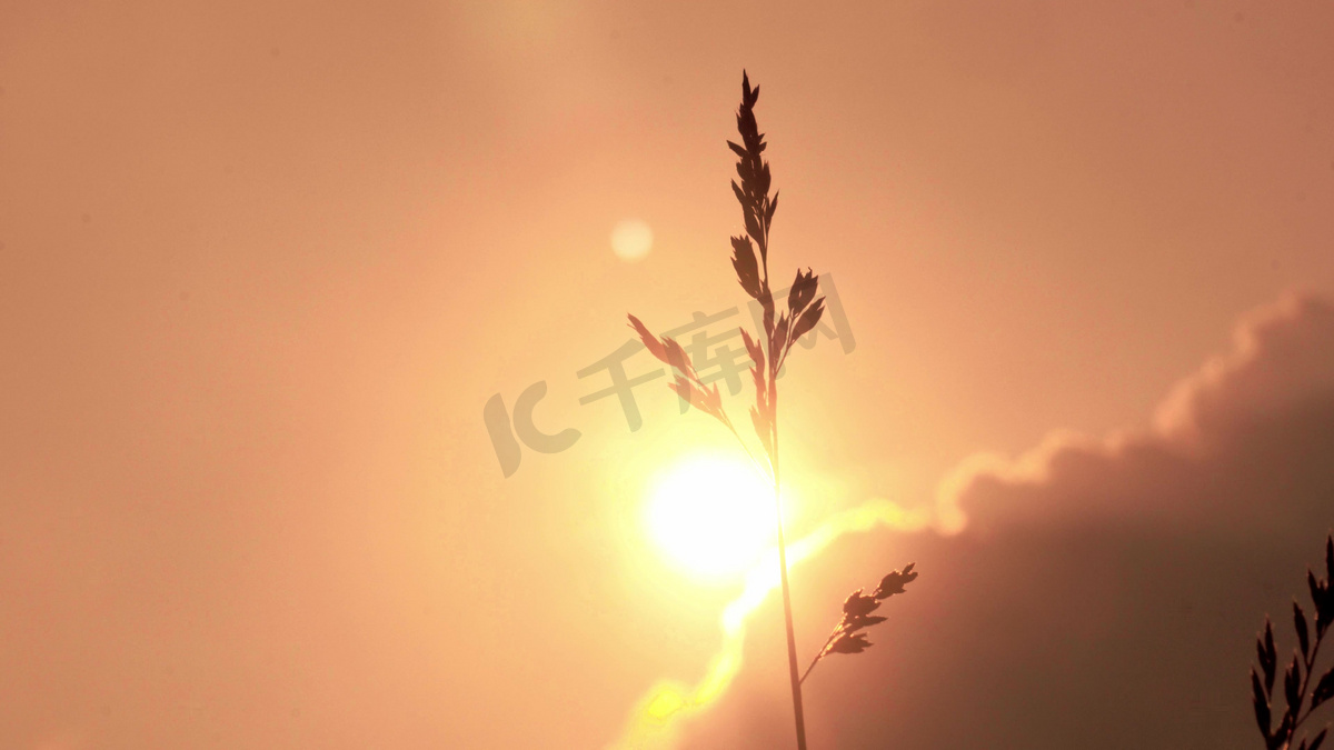 实拍唯美温暖治愈系夕阳背影下的小草自然风光图片