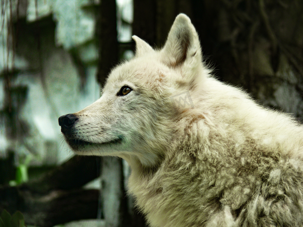 野生动物北极狼白天北极狼动物园北极狼摄影图配图图片