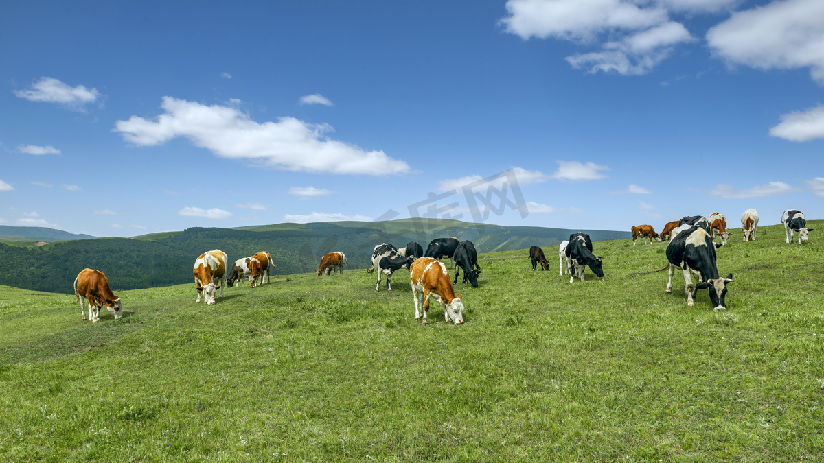 草原牧场上午牛群夏季素材摄影图配图图片