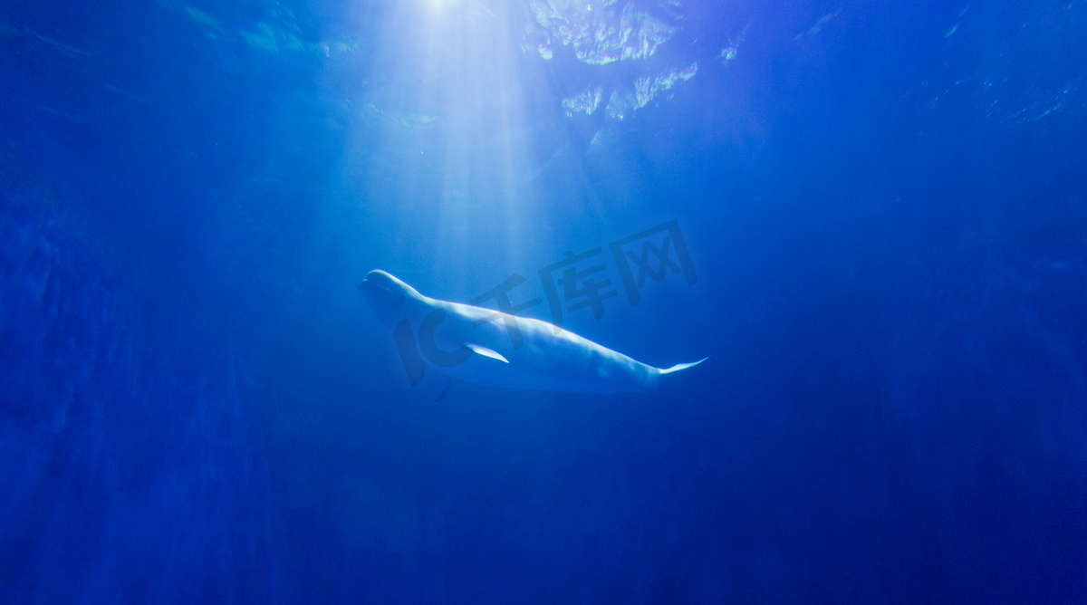 光夏天海豚海洋馆游泳摄影图配图图片