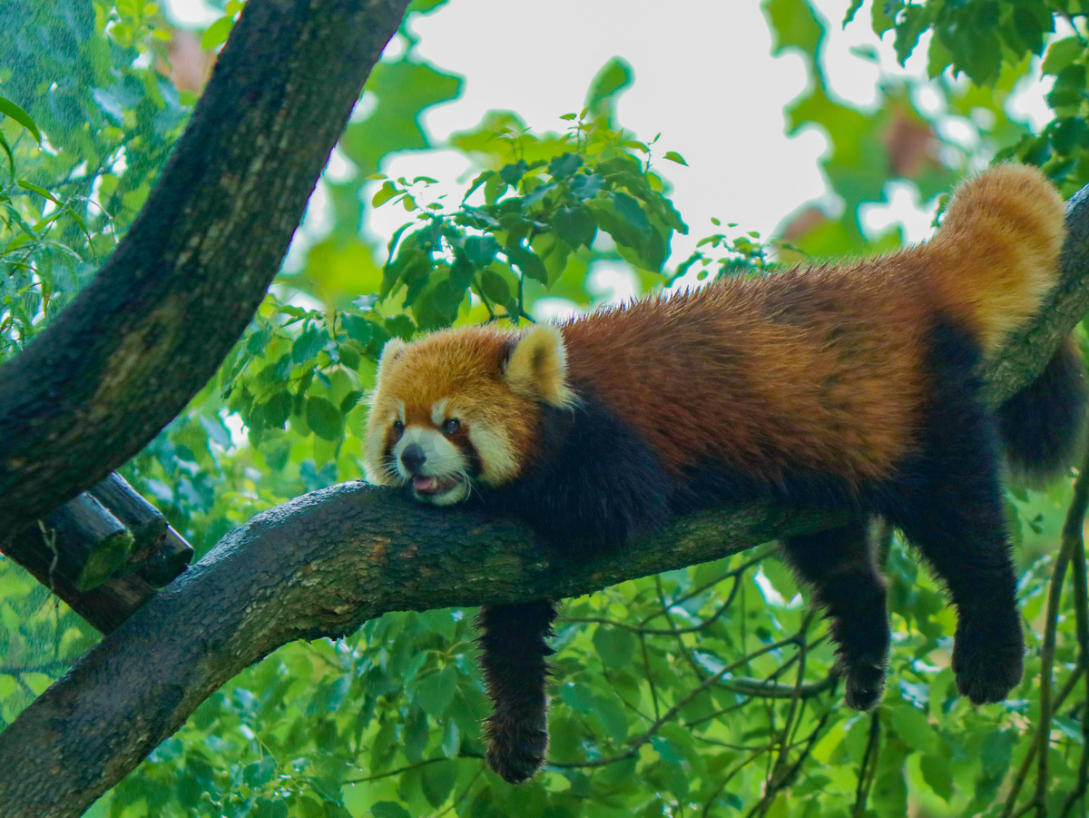 小浣熊小熊猫动物白天小浣熊动物园树枝爬着摄影图配图图片