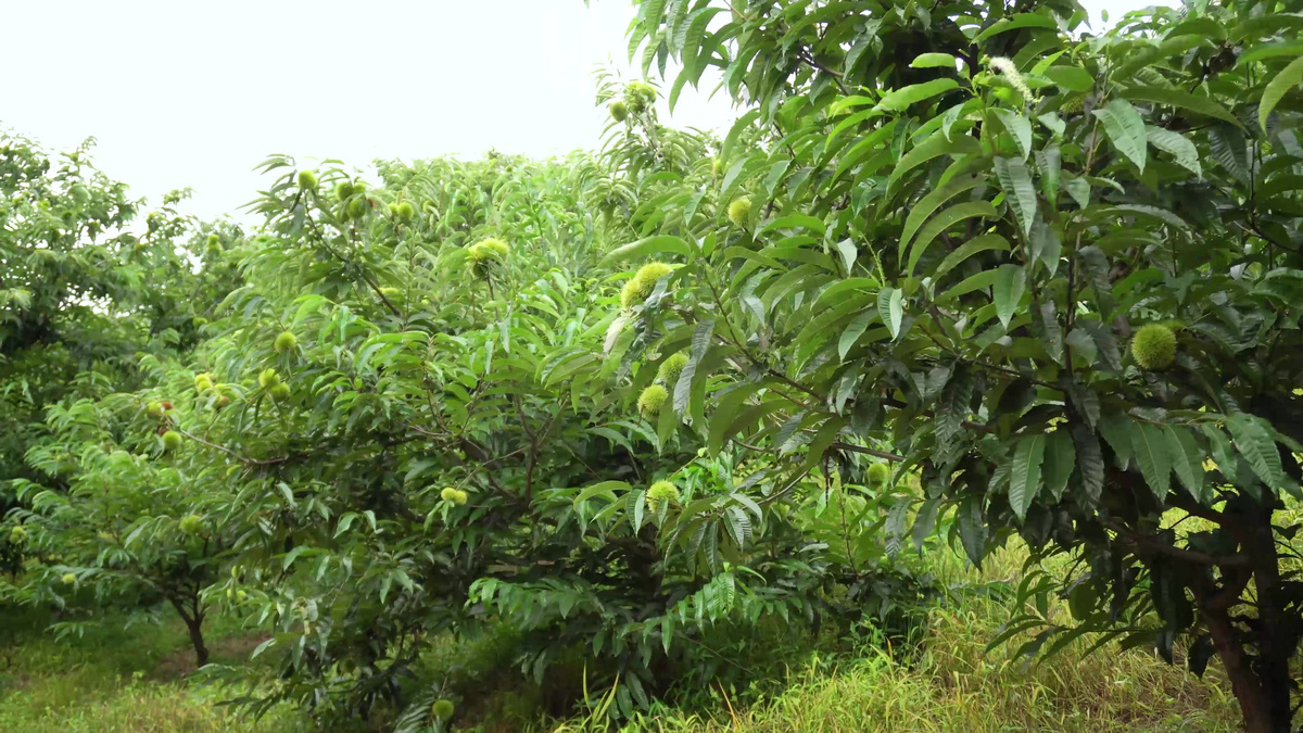 丹东板栗种植大面积果园图片