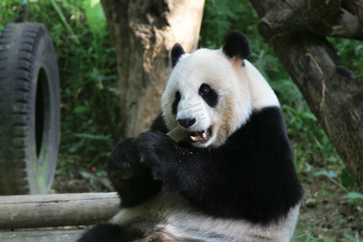 运动园白天大熊猫户外吃竹子摄影图配图图片