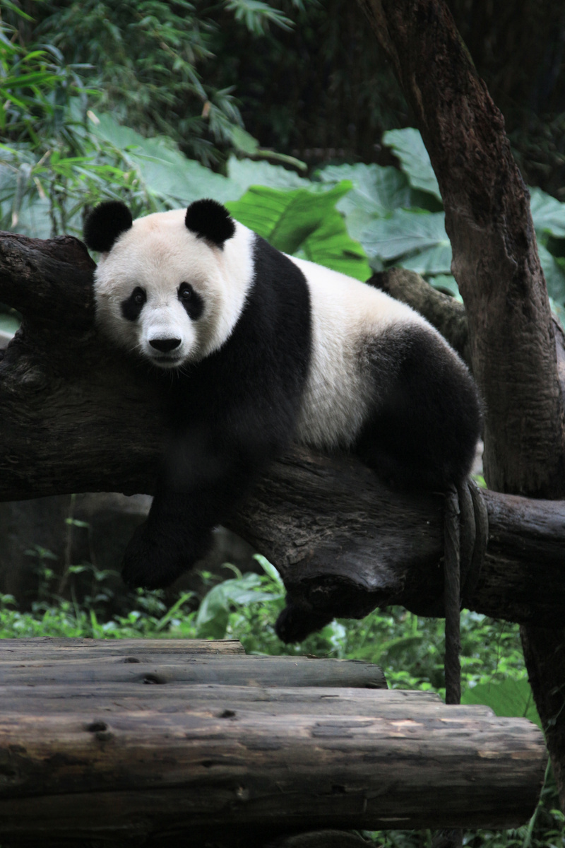 动物园白天大熊猫户外活动区睡觉摄影图配图图片