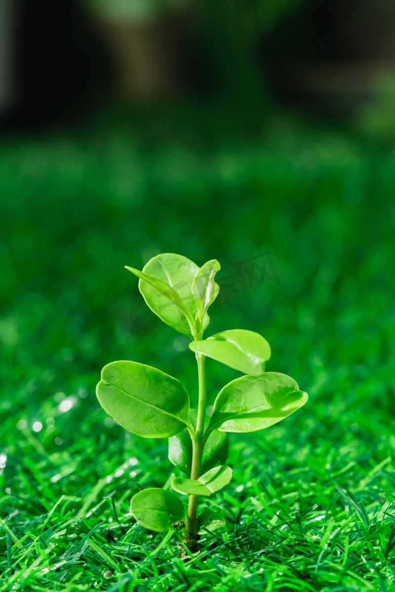 发芽白天绿芽户外种植摄影图配图图片