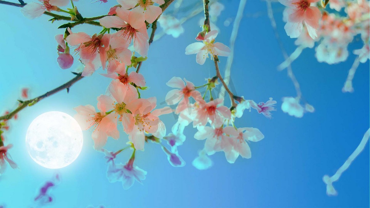 花朵月亮中秋晴空夜晚月亮鲜花中秋节赏月摄影图配图图片