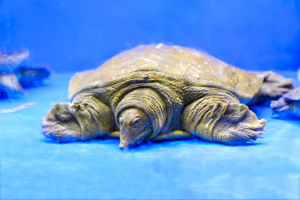 美食海洋生物王八海龟蓝色背景摄影图配图图片