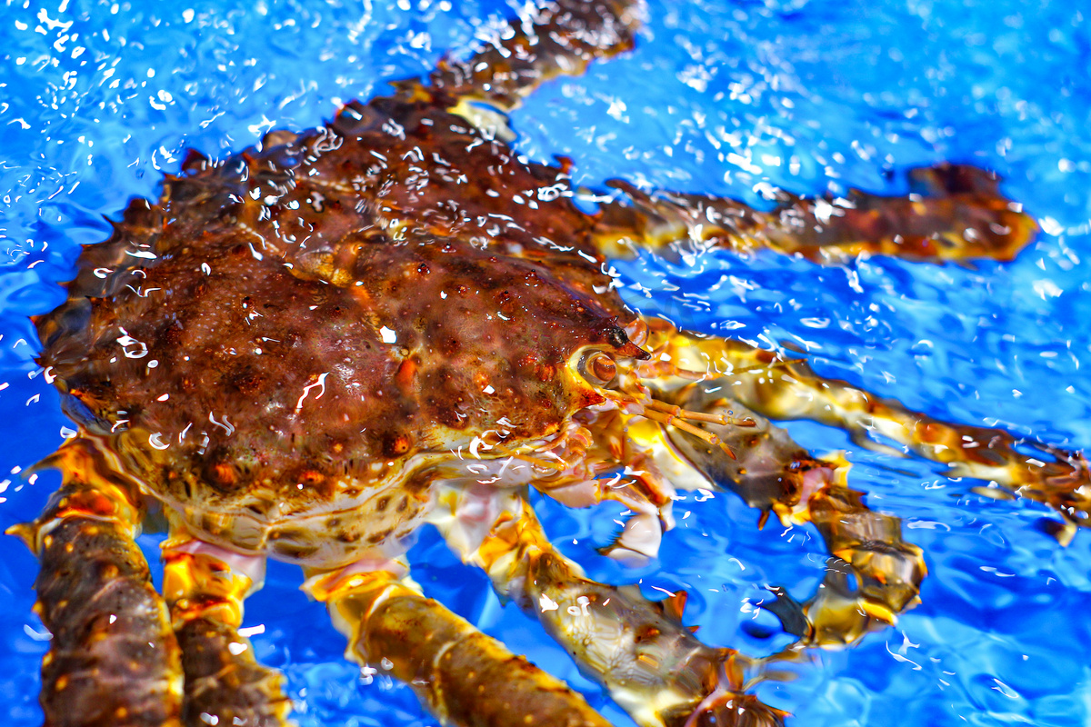 美食海洋水产帝王蟹新鲜蟹特写摄影图配图图片