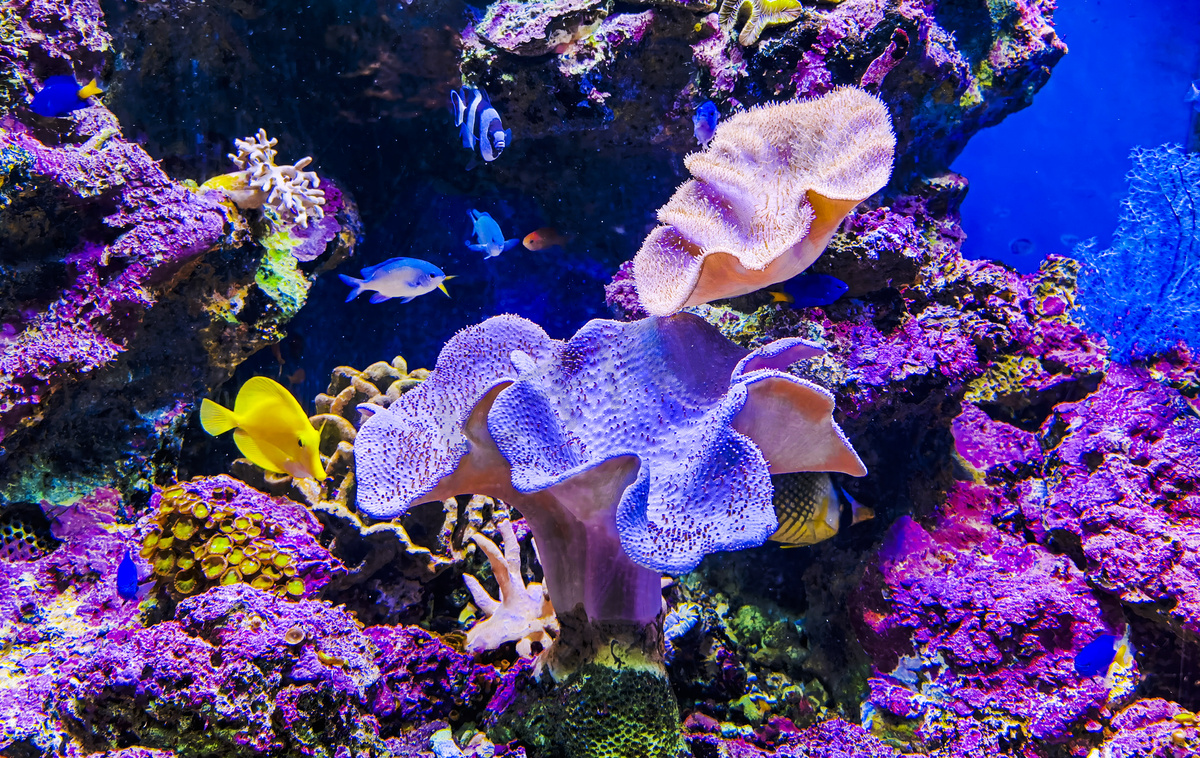 海底世界海洋动物珊瑚白天珊瑚海底世界动物摄影图配图图片