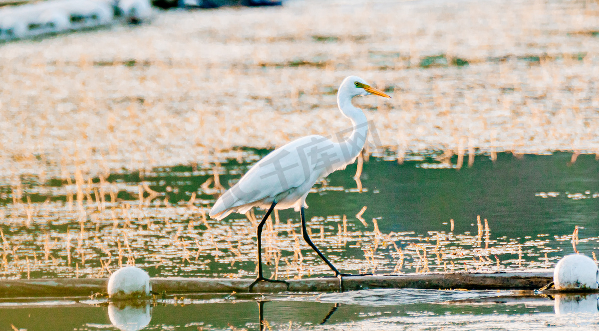 动物主题白昼白鹭湖泊湿地涉水摄影图配图图片