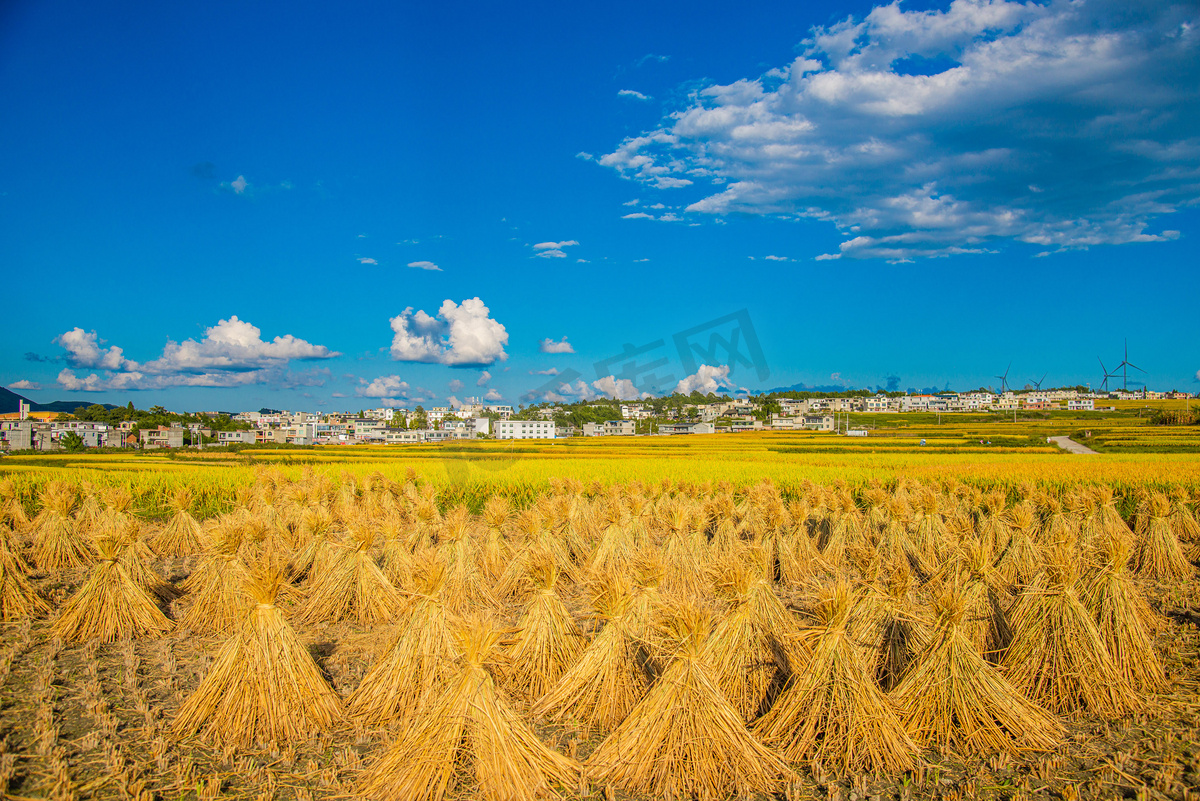 稻谷中午稻田高坡风景摄影图配图图片