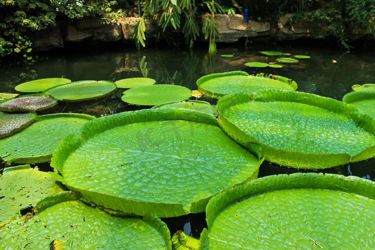 植物睡莲克鲁兹王莲白天睡莲湖睡莲摄影图配图图片