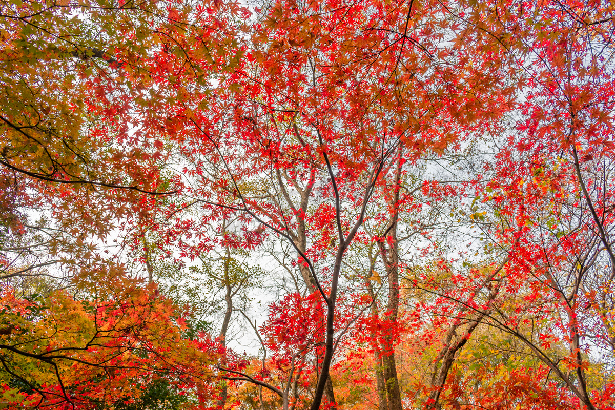 漫天红遍枫树林摄影图配图图片