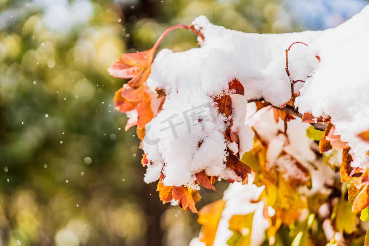 冬季雪天树枝落雪下雪摄影图配图图片