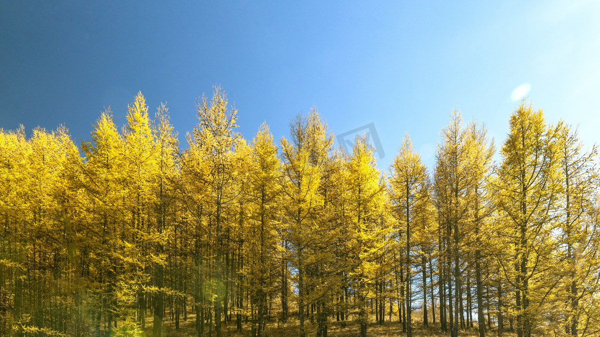彩林蓝天上午彩林秋季素材摄影图配图图片