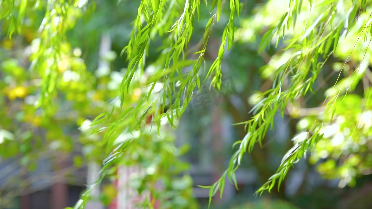 实拍夏季风吹柳树柳叶飘动图片