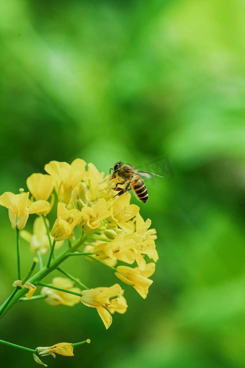 春天一只小蜜蜂在春天的油菜花上采蜜摄影图配图图片